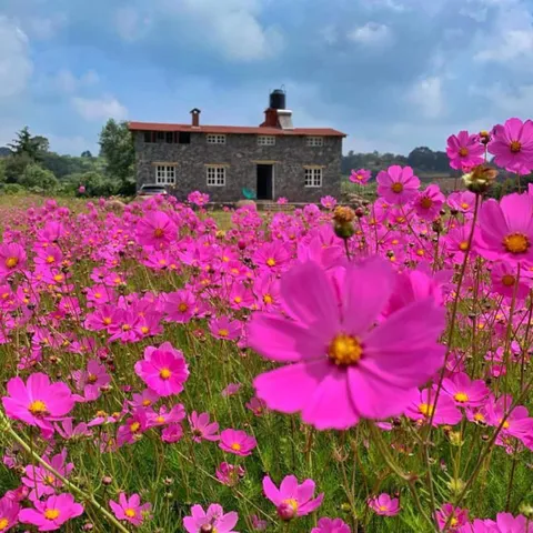 Jardín de Felisa